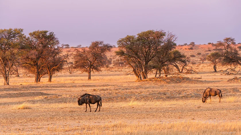 Kalahari